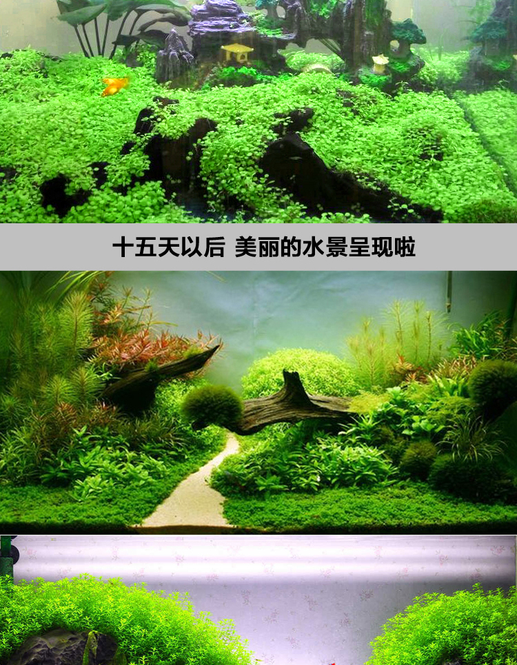 草缸新手第一個魚缸景觀怎么做？新手必看！