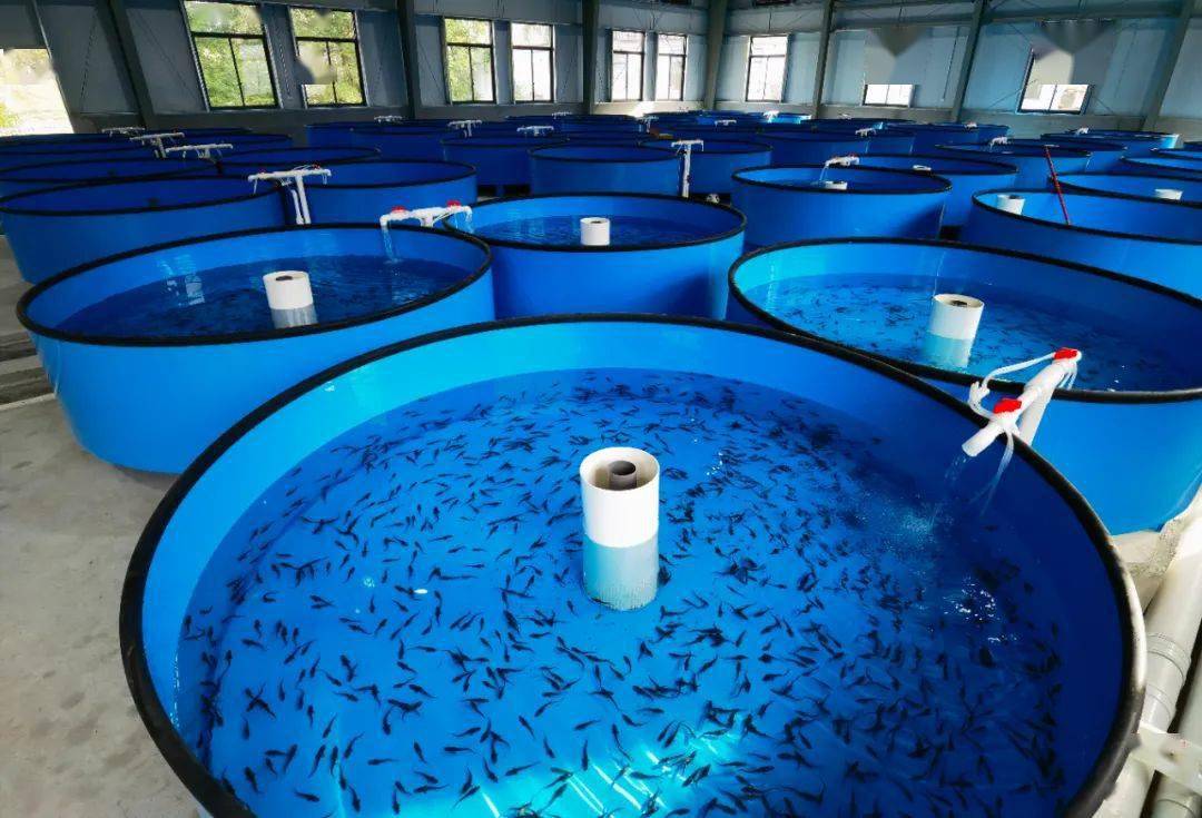 石斑魚養殖_養石斑魚的發展前景_養殖石斑魚有毒嗎
