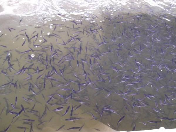 養殖石斑魚有毒嗎_養石斑魚的發展前景_石斑魚養殖
