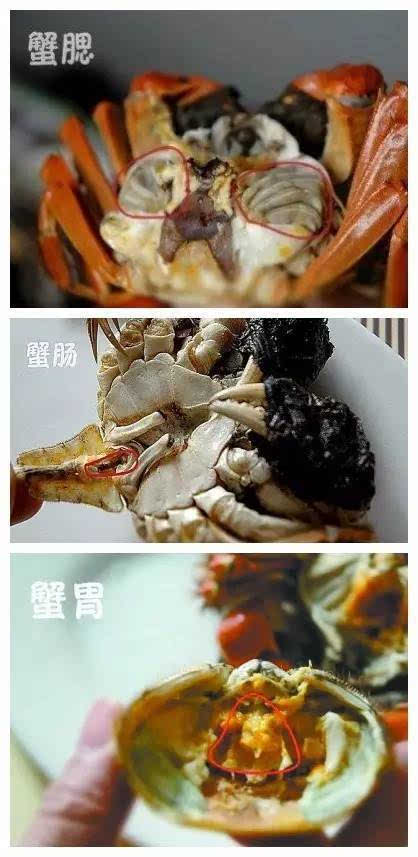 螃蟹可食部位_螃蟹哪些部位不能吃圖_螃蟹可食用部位