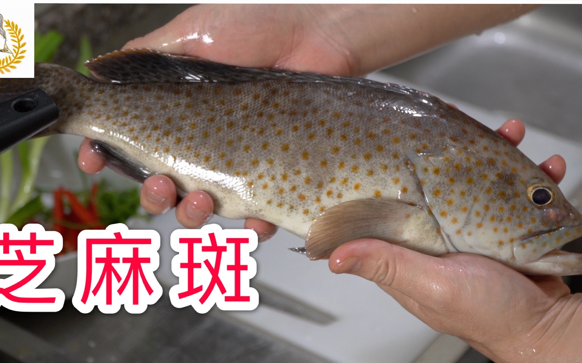 池塘放苗怎么辦？如何挑選好的養殖方法？