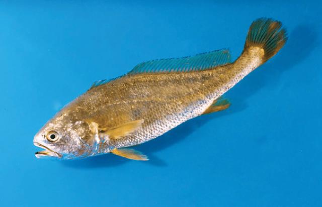 黃魚萬元_黃花魚是金錢鳘嗎_大黃魚多少錢一斤