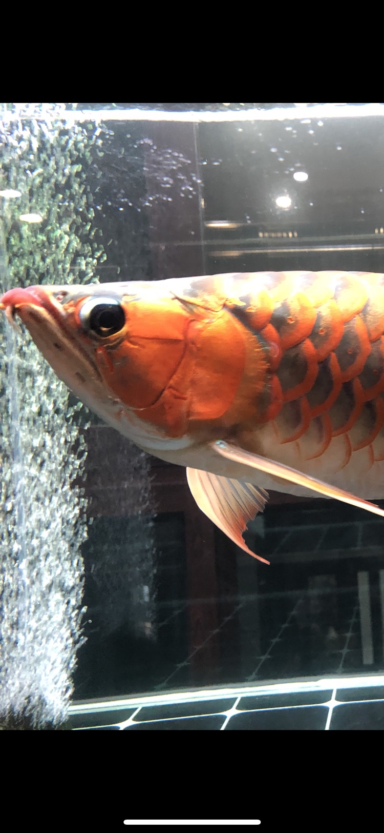 紅龍魚價錢_紅龍魚價格_紅龍魚市場價多少錢一斤