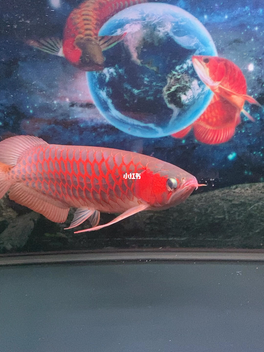 紅龍魚價格_紅龍魚市場價多少錢一斤_紅龍魚價錢