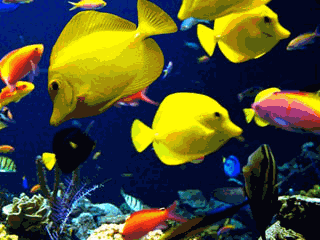 水族箱屏保_水族箱屏保_水族館屏保下載