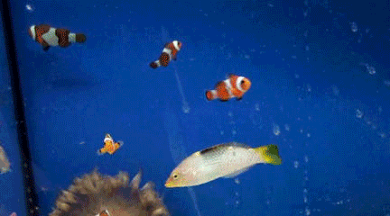 水族箱屏保_水族箱屏保_水族館屏保下載