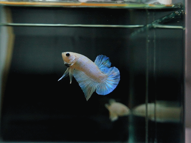 水族館屏保下載_水族箱屏保_水族箱屏保