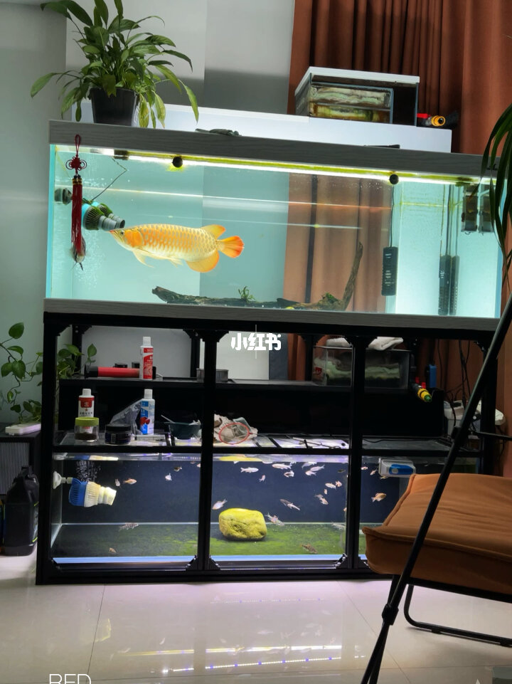 一條魚抵得上保時捷了！魚背后的故事