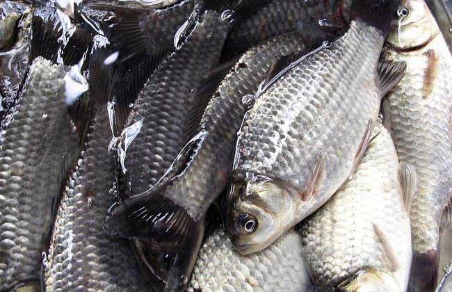 鯽魚和金魚是一種魚嗎_金鯽魚是什么魚_鯽魚金色