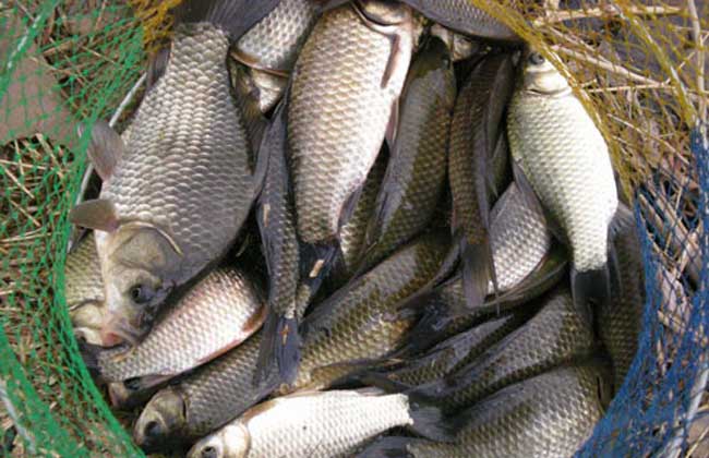 鯽魚和金魚是一種魚嗎_鯽魚金色_金鯽魚是什么魚