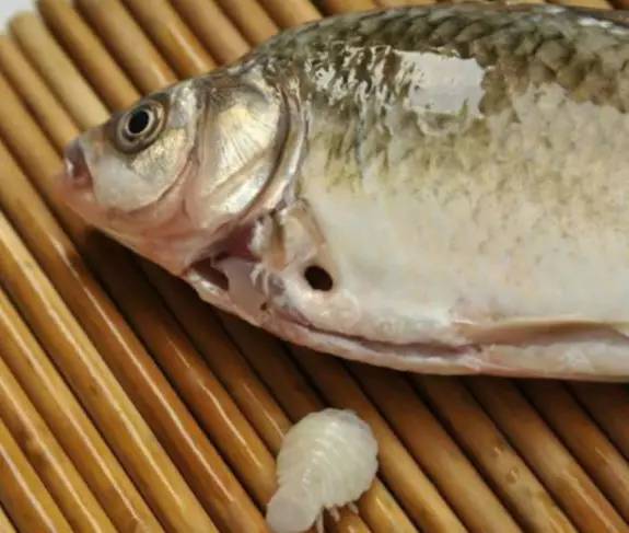 鯽魚金色_鯽魚和金魚是一種魚嗎_金鯽魚是什么魚