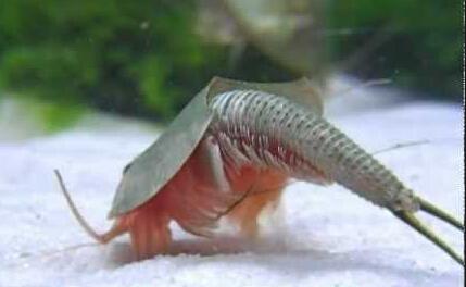 六角龍魚_六角魚龍圖片_六角魚龍吃什么