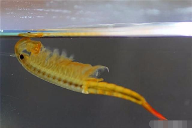 六角龍魚_六角魚龍吃什么_六角魚龍圖片