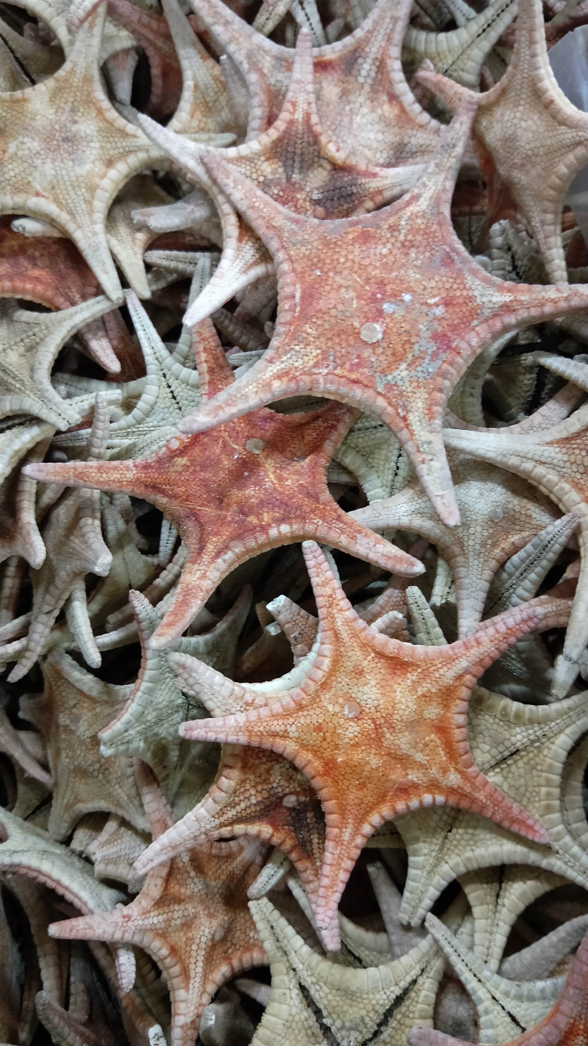 海星吃什么食物為主_海星吃什么食物_海星是不是食