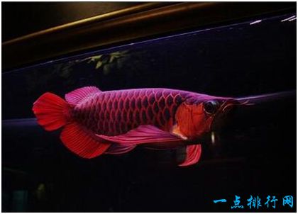 紅龍魚價格_紅龍魚市場價_紅龍魚市場價多少錢一斤