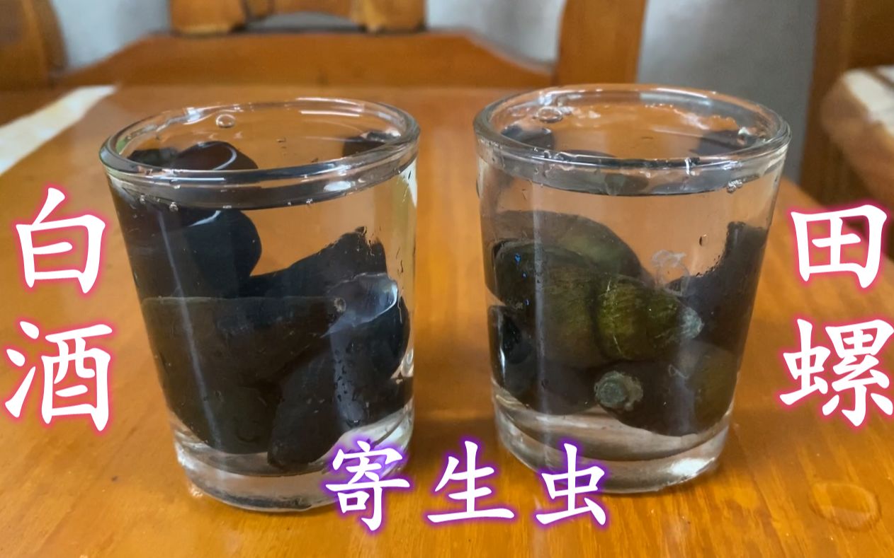 區別田螺和福壽螺_福壽螺和田螺的區別_如何區別田螺和福壽螺