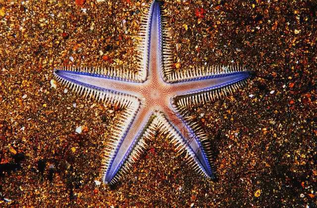 海星是最具代表性的棘皮動物，你知道嗎？