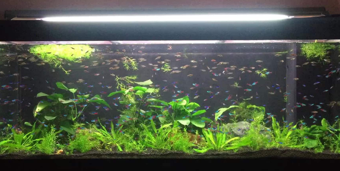 吃魚屎的魚_有沒有吃魚屎的魚_魚吃自己的屎會怎么樣