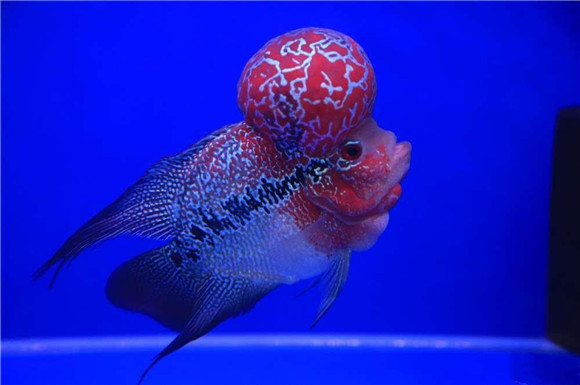 羅漢魚起頭_羅漢魚頭起泡怎么了_羅漢魚頭起疙瘩
