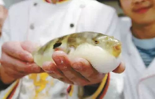 養殖河豚多少錢一斤_河豚養殖_養殖河豚可以公開賣嗎