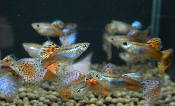 深海魚是指哪些魚_是深海魚嗎_深海魚是怎么捕撈的