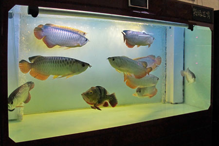 銀龍魚混養_銀龍混養魚最佳搭配_銀龍能和別的魚混養