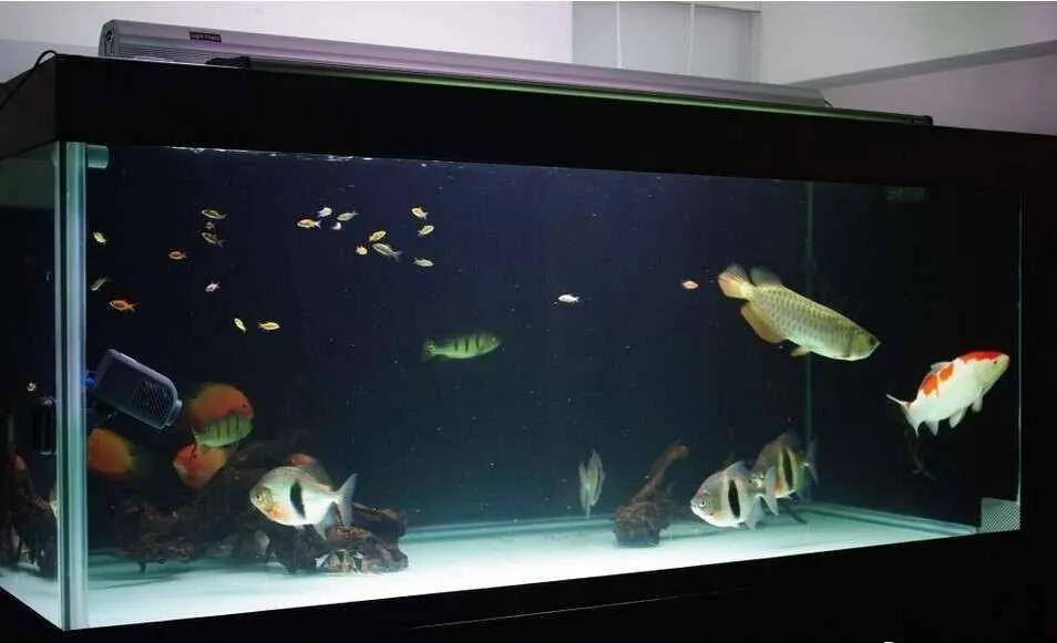 銀龍混養魚最佳搭配_銀龍魚混養_銀龍能和別的魚混養