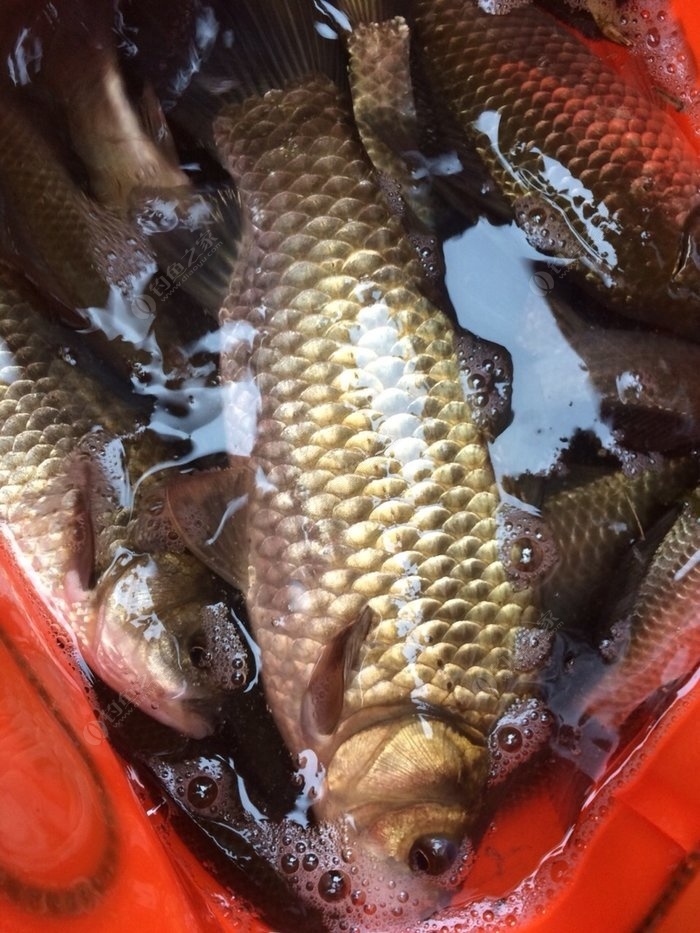 懸墜釣魚法_懸墜釣法_懸墜釣法視頻