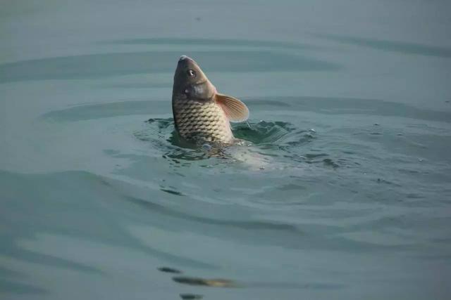 懸墜釣法是什么意思_懸墜釣魚_懸墜釣法