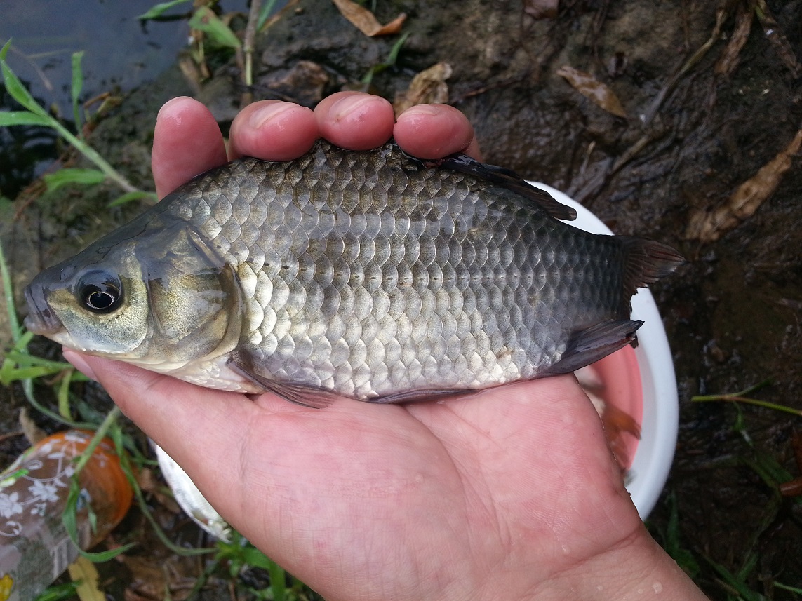 懸墜釣法是什么意思_懸墜釣法_懸墜釣魚