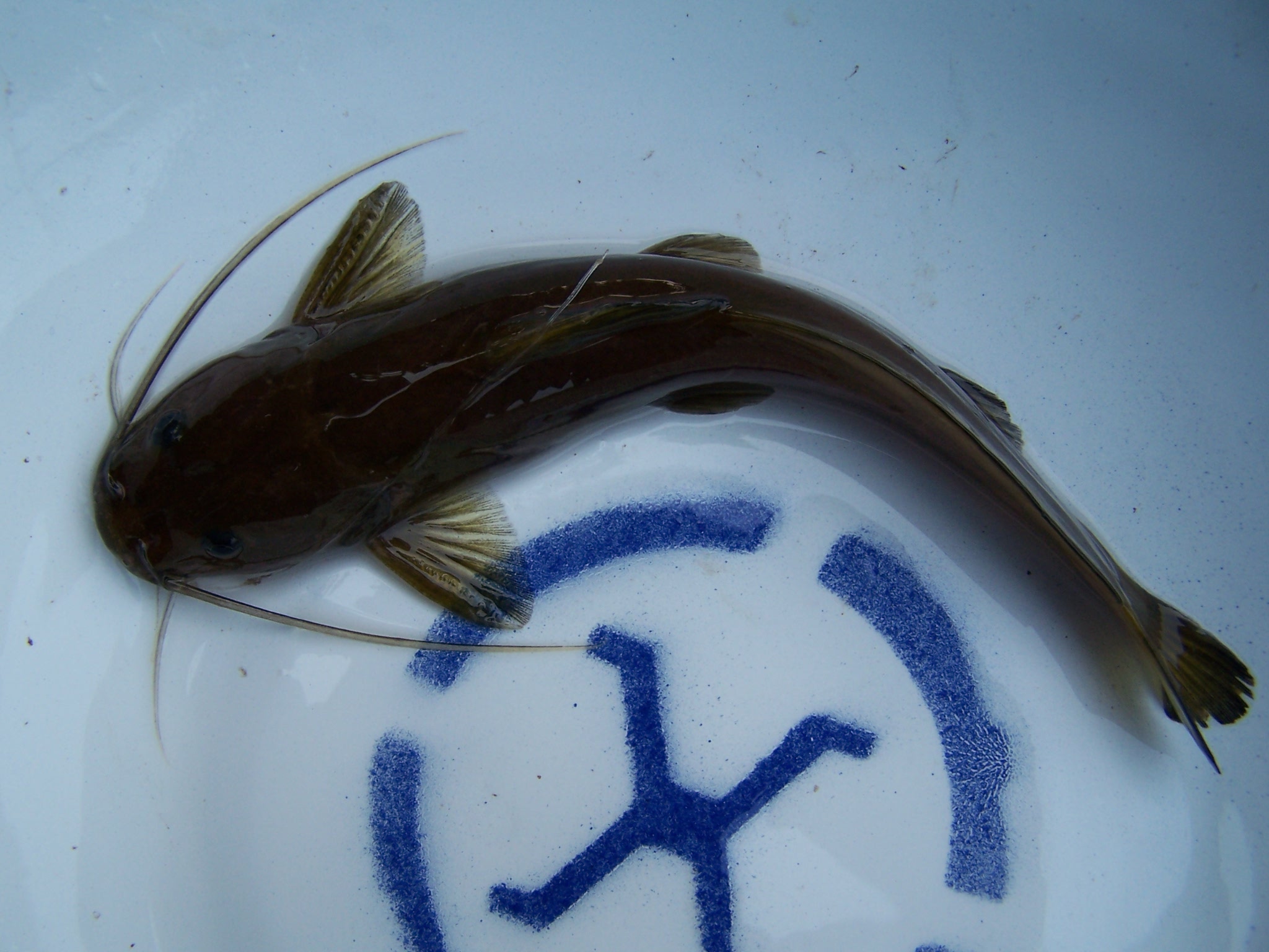 卵胎生的魚_卵胎生魚_卵胎生魚什么時候生寶寶