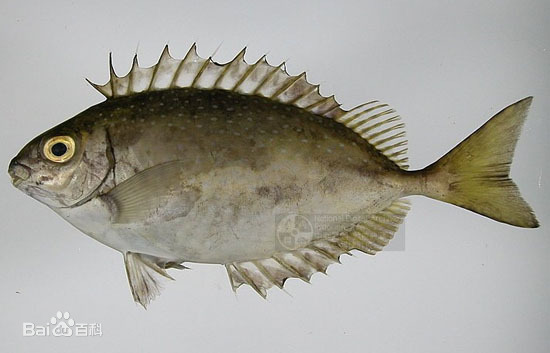 卵胎生的魚_卵胎生魚什么時候生寶寶_卵胎生魚
