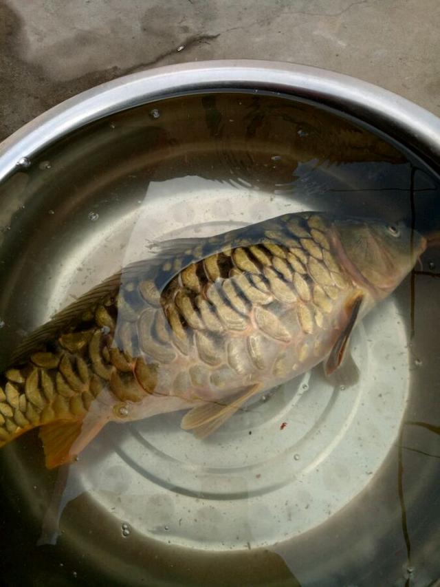卵胎生魚是怎樣繁殖的_卵胎生魚_卵胎生魚什么時候生寶寶