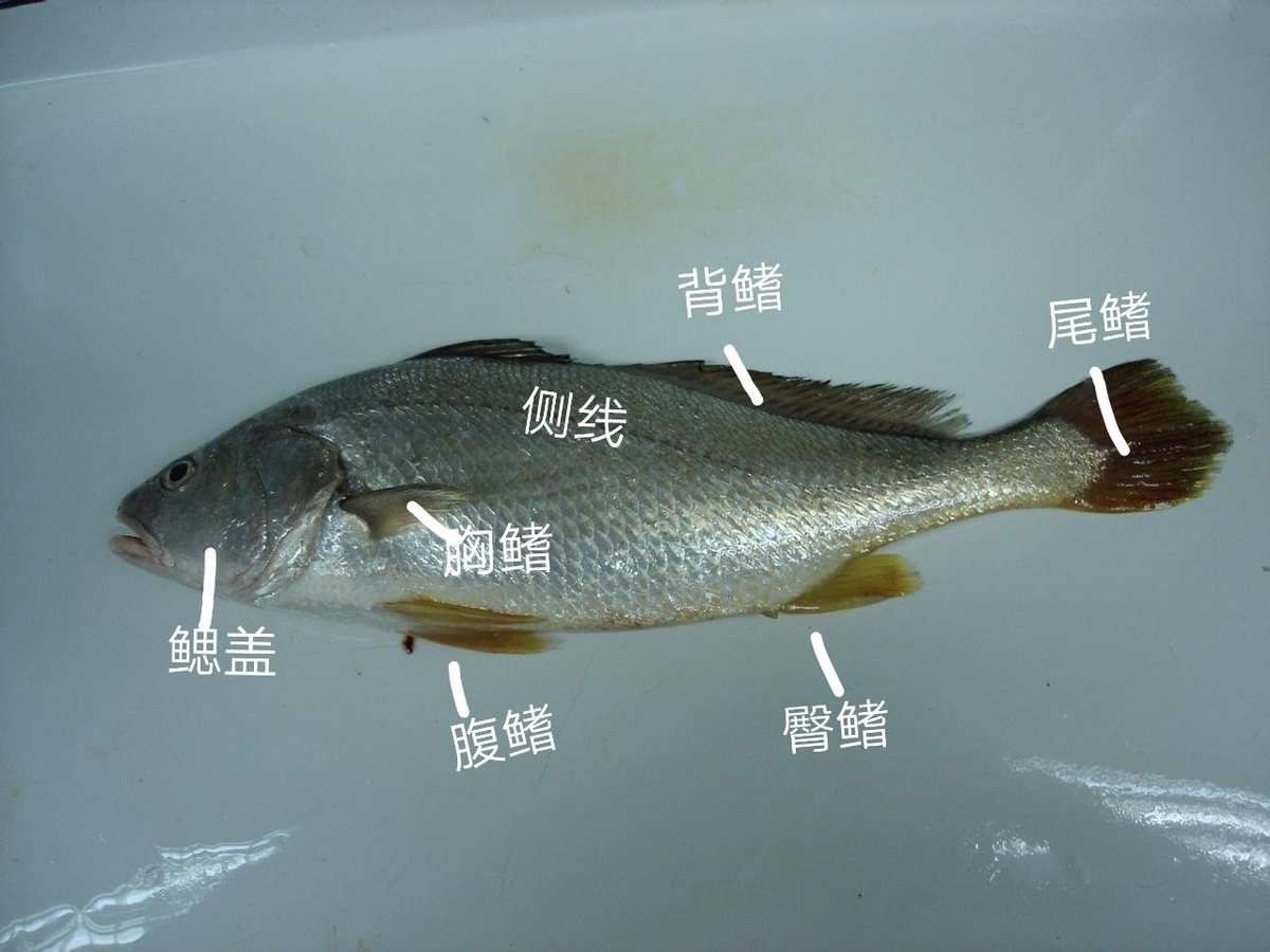 卵胎生魚是怎樣繁殖的_卵胎生的魚_卵胎生魚