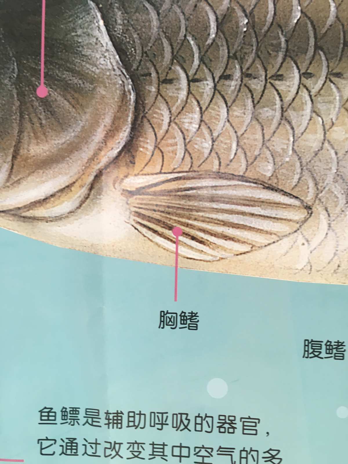 卵胎生魚是怎樣繁殖的_卵胎生魚_卵胎生的魚