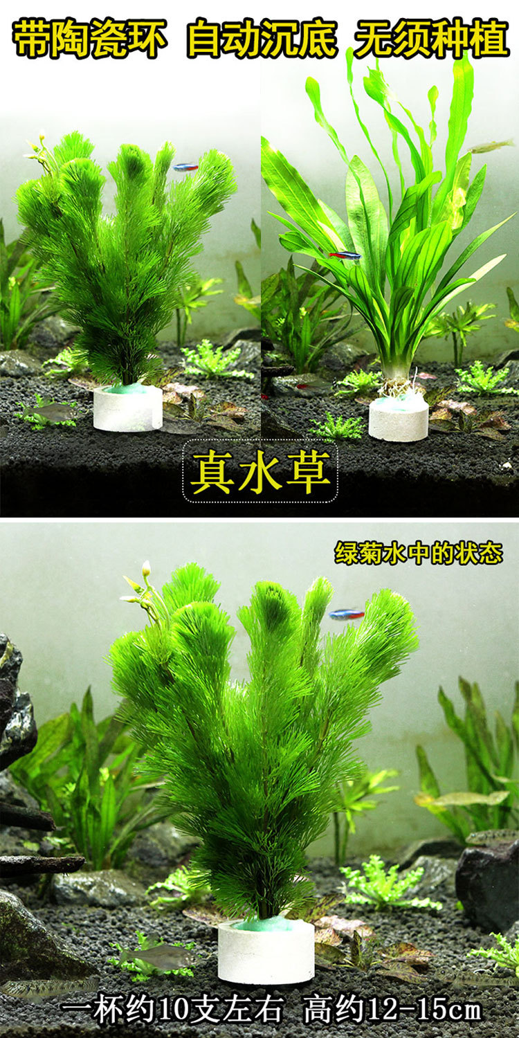 魚缸造景養魚是不斷創新，打破常規的一件事情