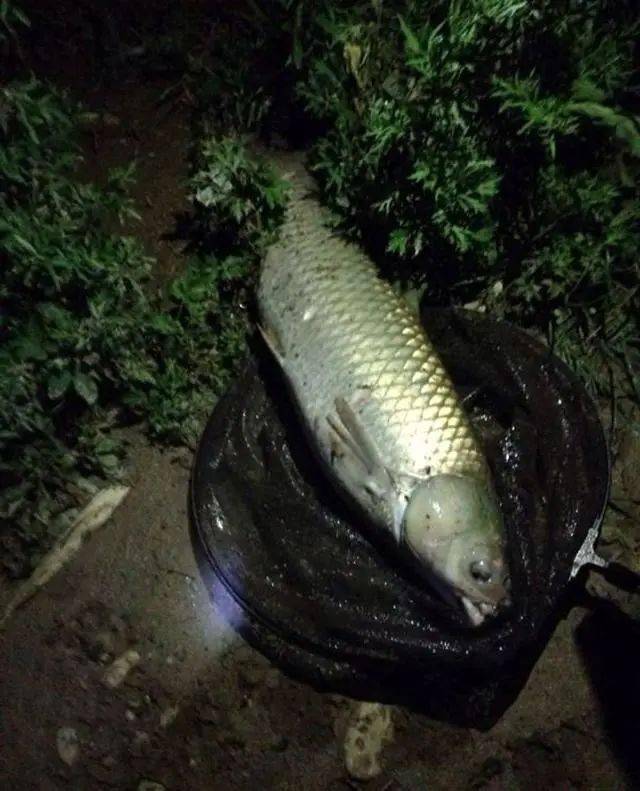 冬釣草魚釣底還是釣浮_冬季釣草魚五大技巧_冬天草魚怎么釣