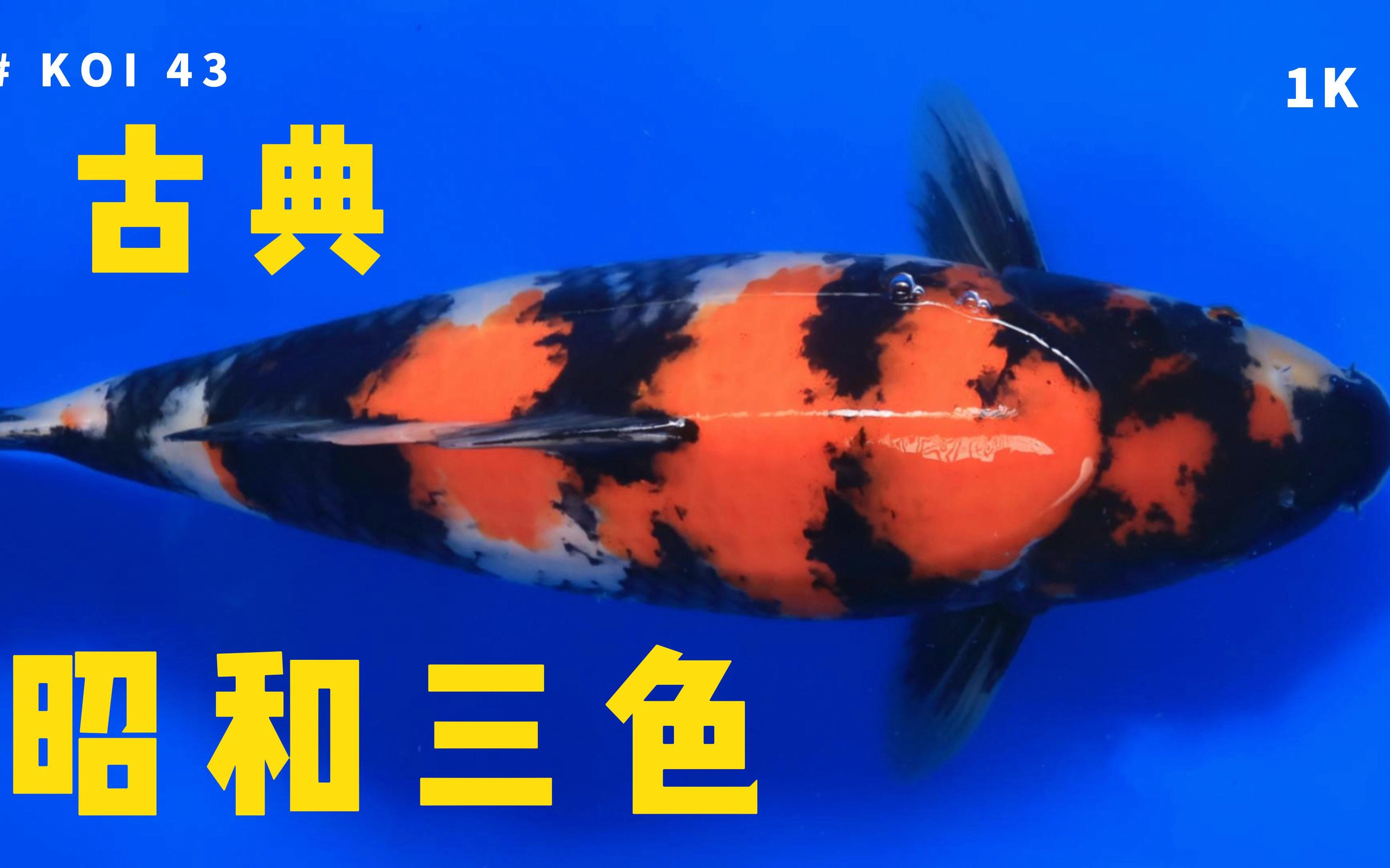 三色錦鯉能活多久_三色錦鯉是什么品種_昭和三色錦鯉