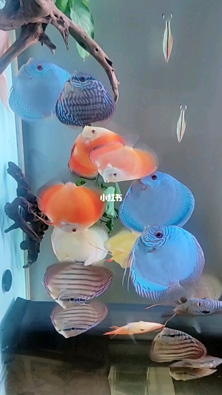 七彩神仙魚_神仙七彩魚圖片_神仙七彩魚怎么養