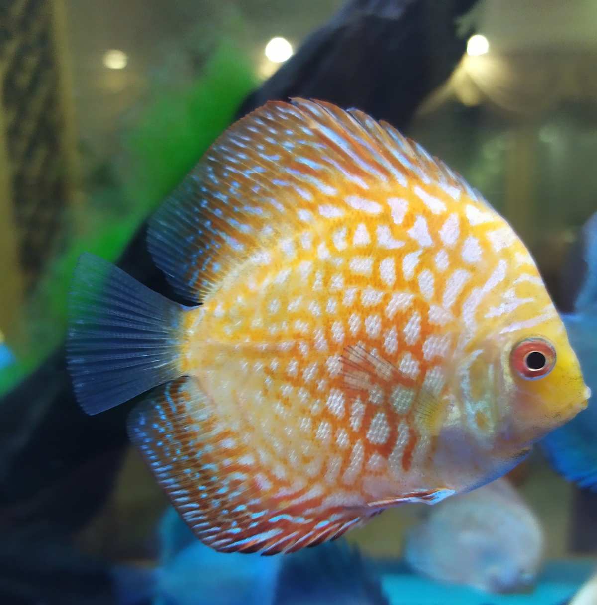 神仙七彩魚搭配什么魚_七彩神仙魚_神仙七彩魚圖片