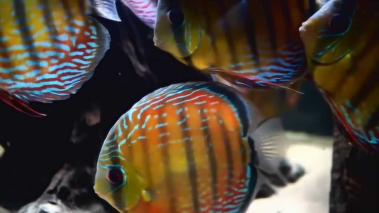 神仙七彩魚搭配什么魚_神仙七彩魚怎么養_七彩神仙魚
