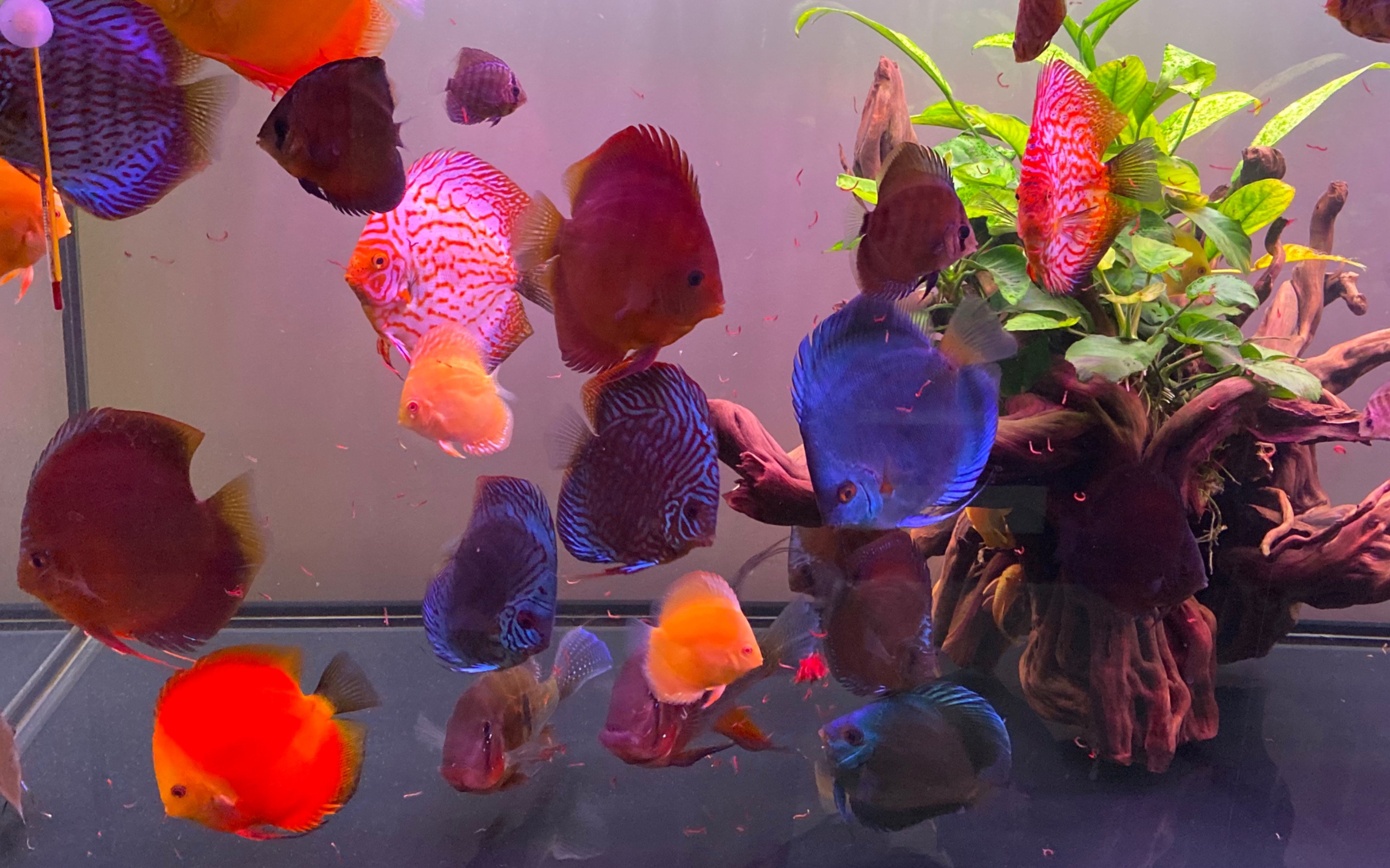 神仙七彩魚搭配什么魚_神仙七彩魚怎么養_七彩神仙魚