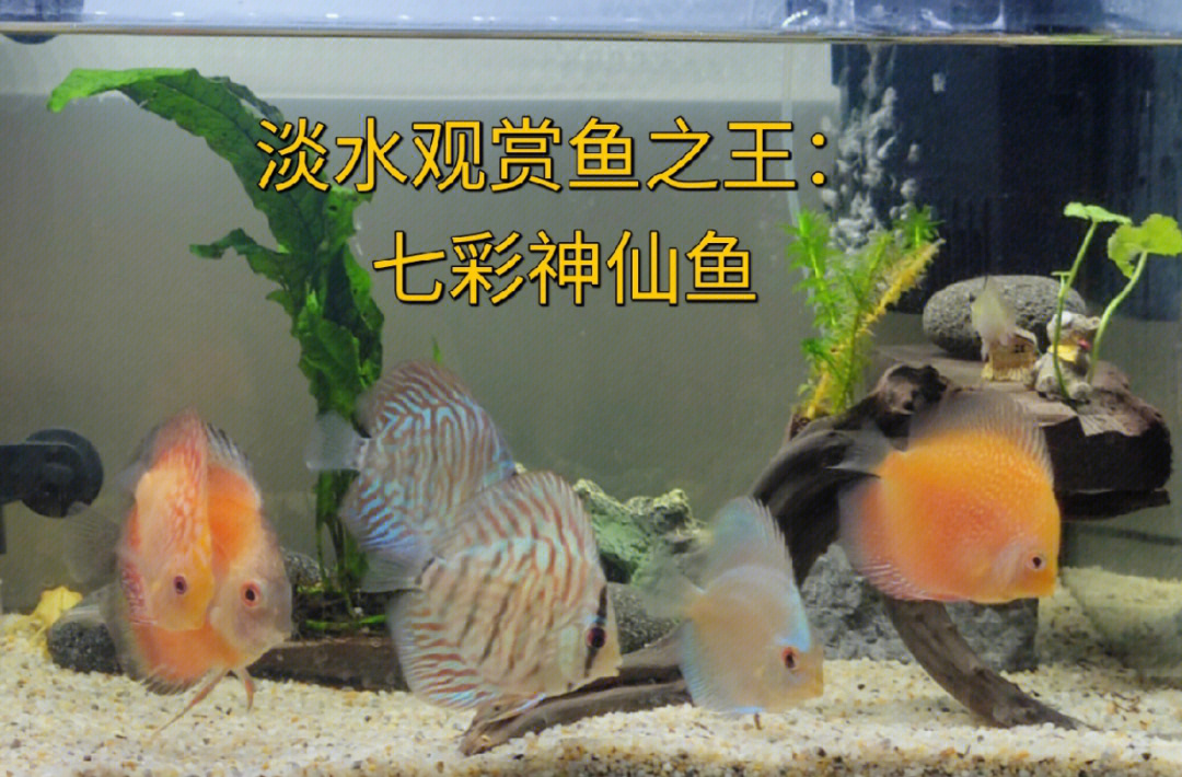 神仙七彩魚搭配什么魚_神仙七彩魚壽命是多少_七彩神仙魚
