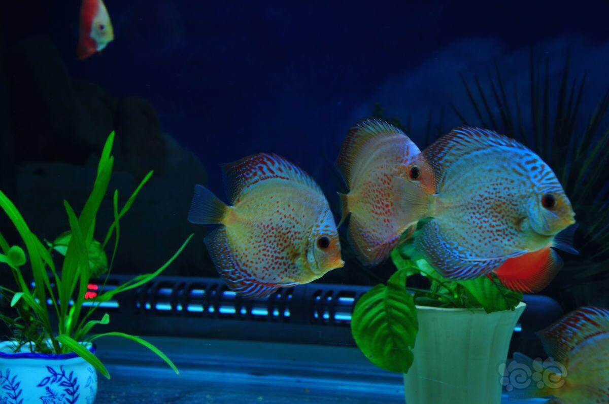 神仙七彩魚壽命是多少_神仙七彩魚搭配什么魚_七彩神仙魚