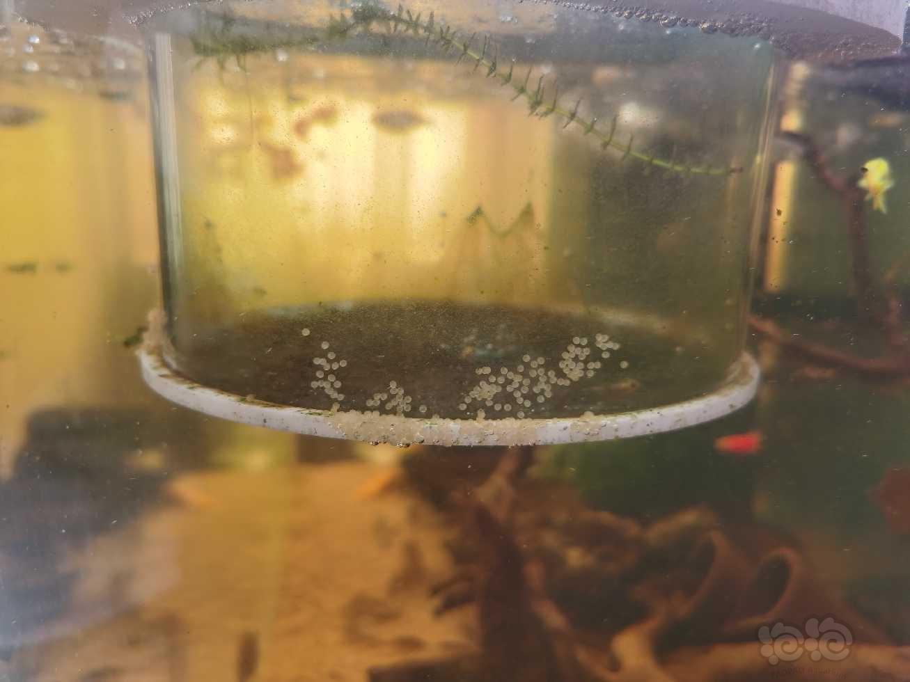 神仙七彩魚好不好養_七彩神仙魚_神仙七彩魚壽命是多少