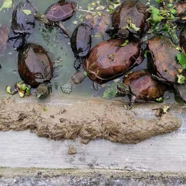 甲魚繁殖視頻教程_甲魚繁殖_甲魚如何繁衍