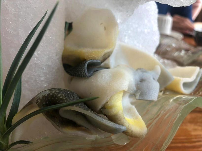 耗兒魚是啥_耗兒魚是什么魚_耗兒魚學名