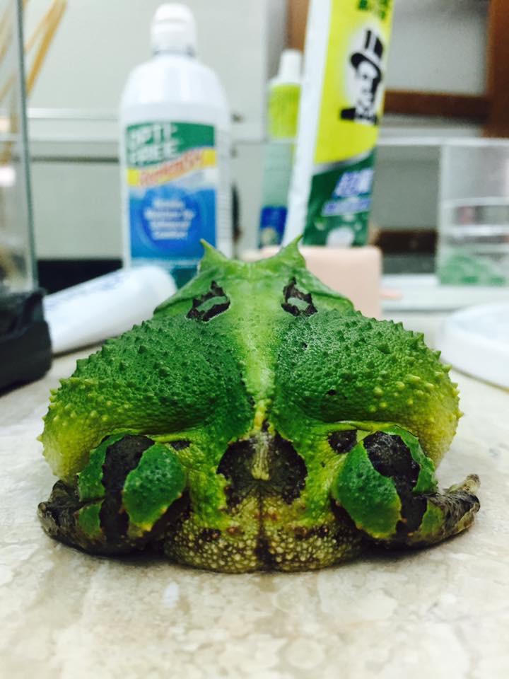 蝴蝶角蛙多少錢一只_蝴蝶角蛙_蝴蝶角蛙圖片