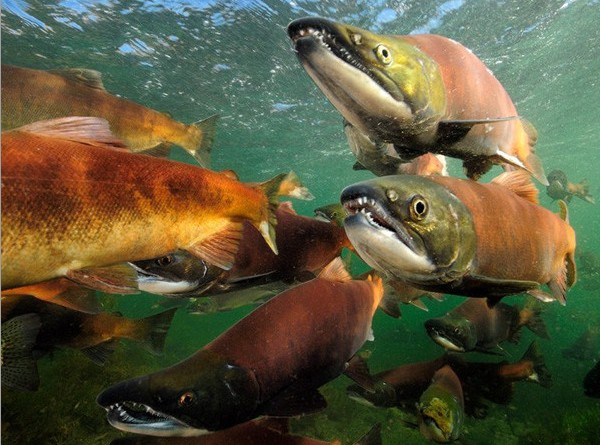大馬哈魚_大馬魚圖片大全_大馬魚怎做好吃