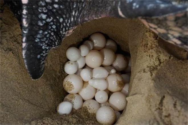 大馬魚怎做好吃_大馬哈魚_大馬魚多少錢一斤